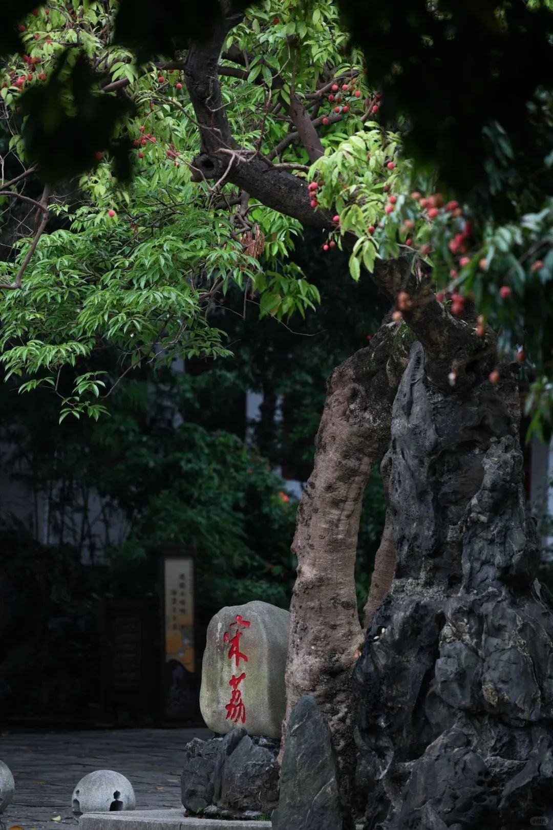 福州，荔枝自由！