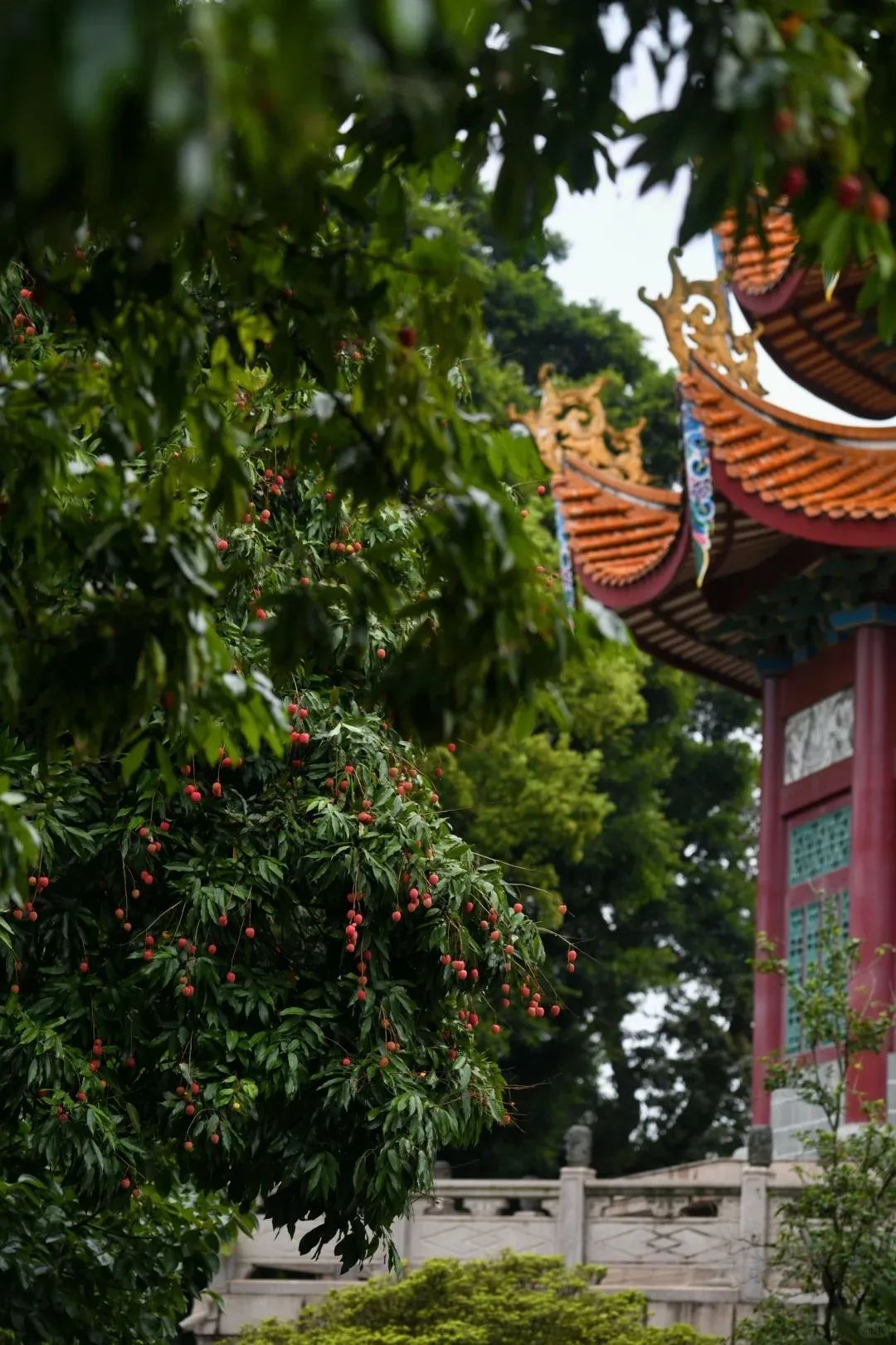 福州，荔枝自由！