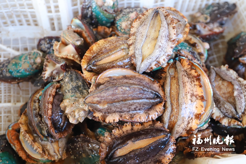 夏至食鲜时 5亿粒夏鲍上市