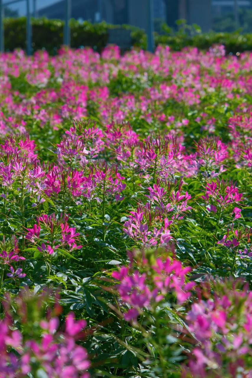 夏至 | 蝉鸣半夏，万物向阳而生