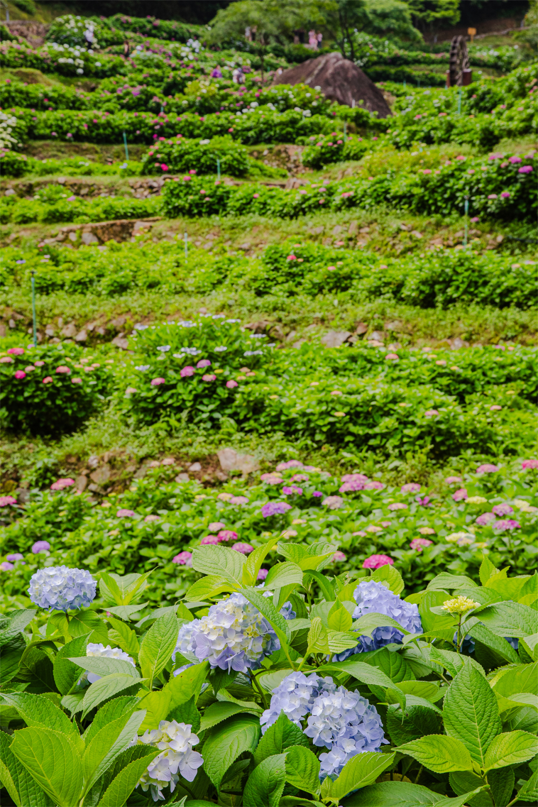 夏至 | 蝉鸣半夏，万物向阳而生