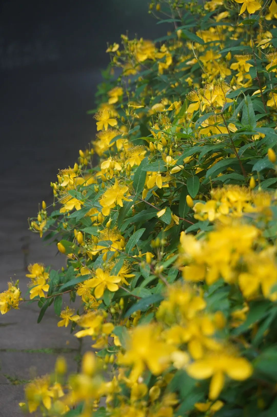 夏至 | 蝉鸣半夏，万物向阳而生