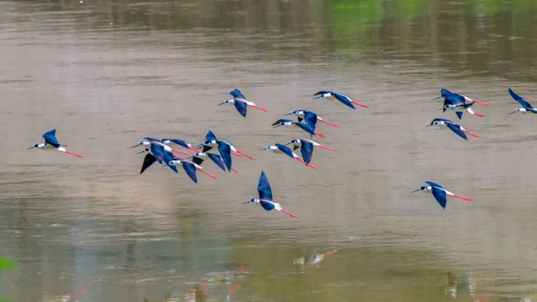 夏至 | 蝉鸣半夏，万物向阳而生