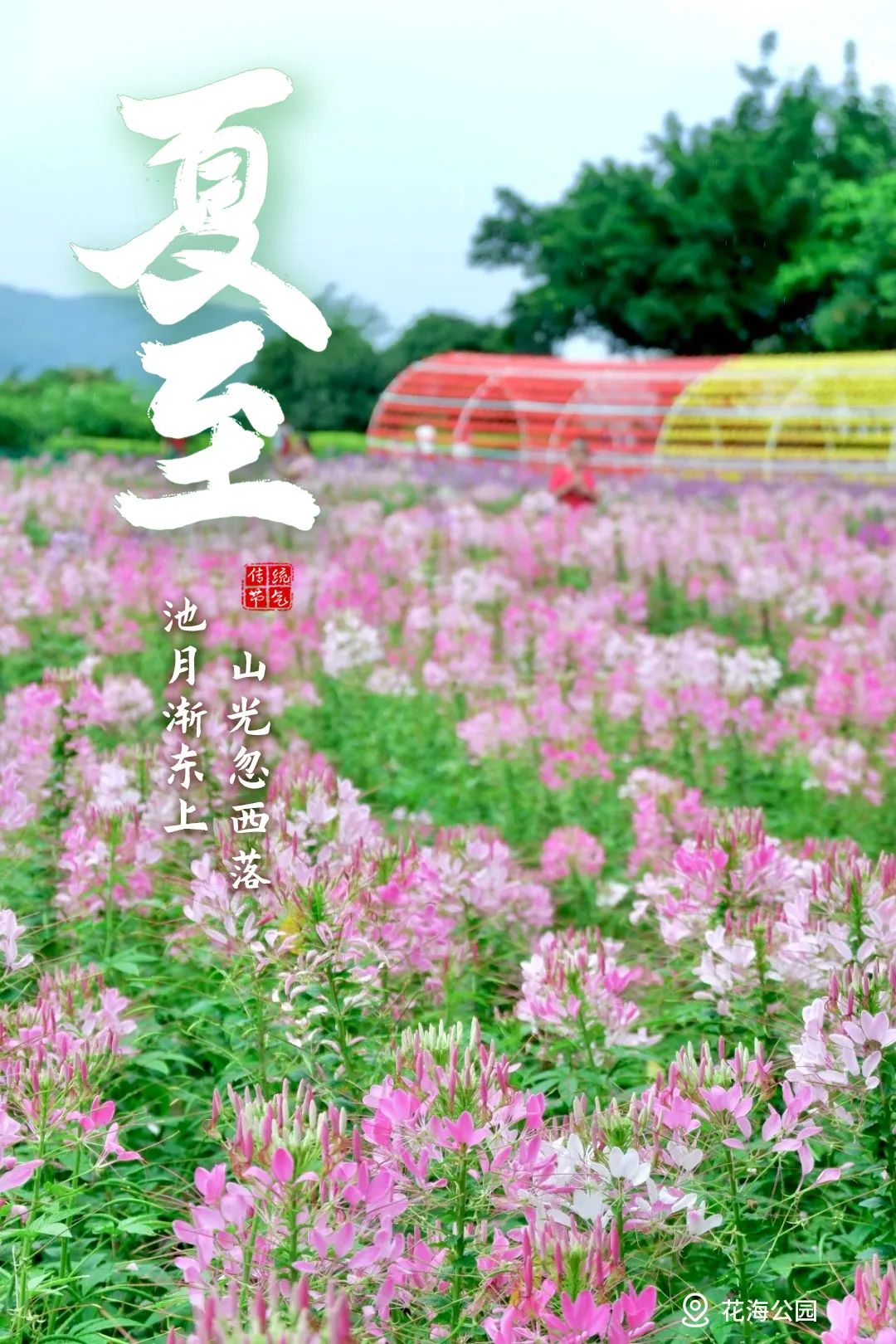 夏至 | 蝉鸣半夏，万物向阳而生