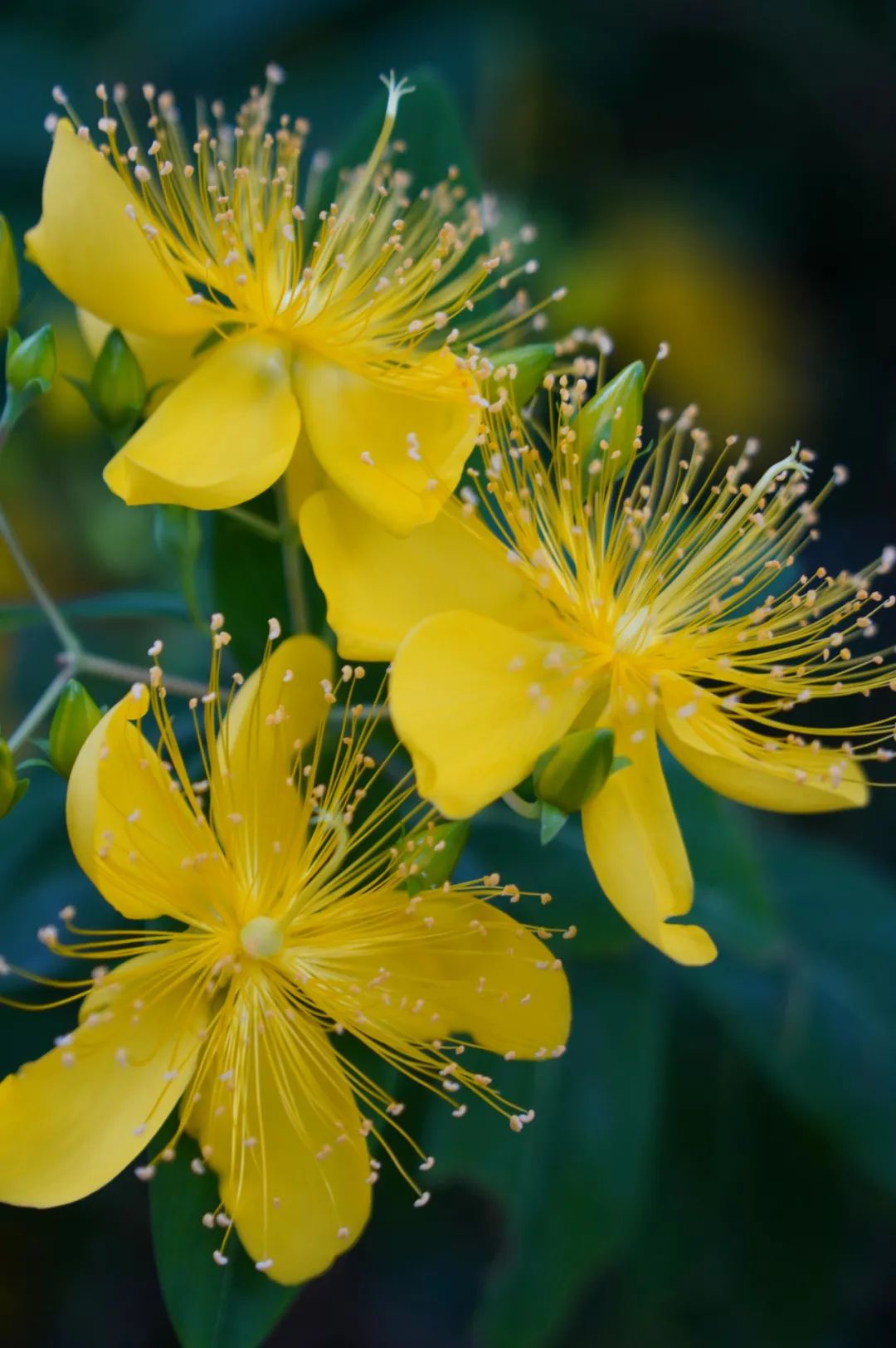 夏至 | 蝉鸣半夏，万物向阳而生