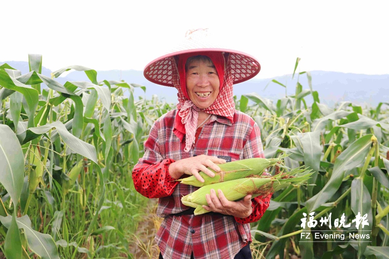 “Fruit Corn” from Toubao Town, Lianjiang Now Available on the Market