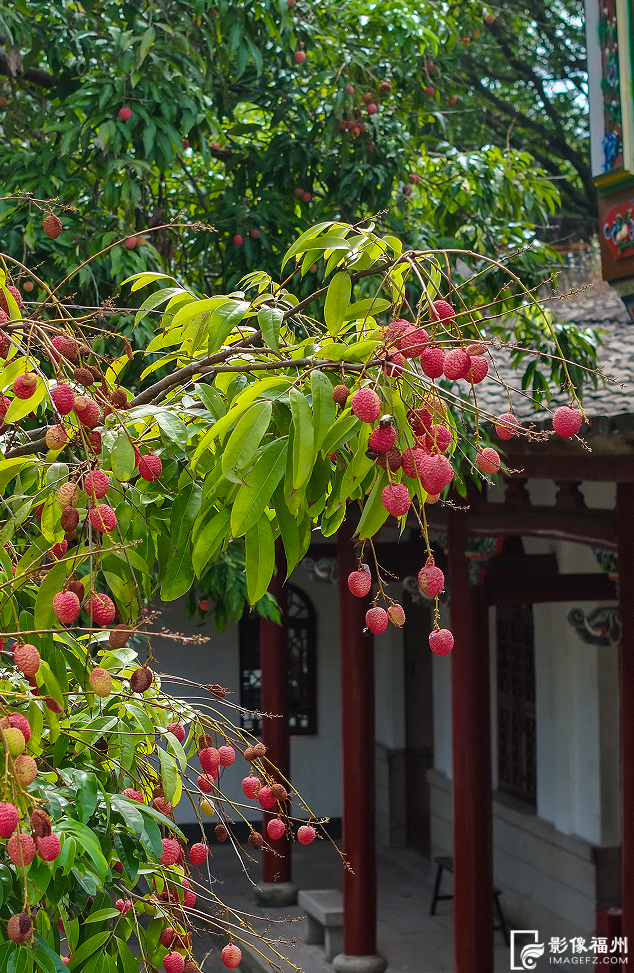 夏蝉鸣荔枝红!快来品尝这一口夏日鲜香! 夏蝉鸣荔枝红!快来品尝这一口夏日鲜香!