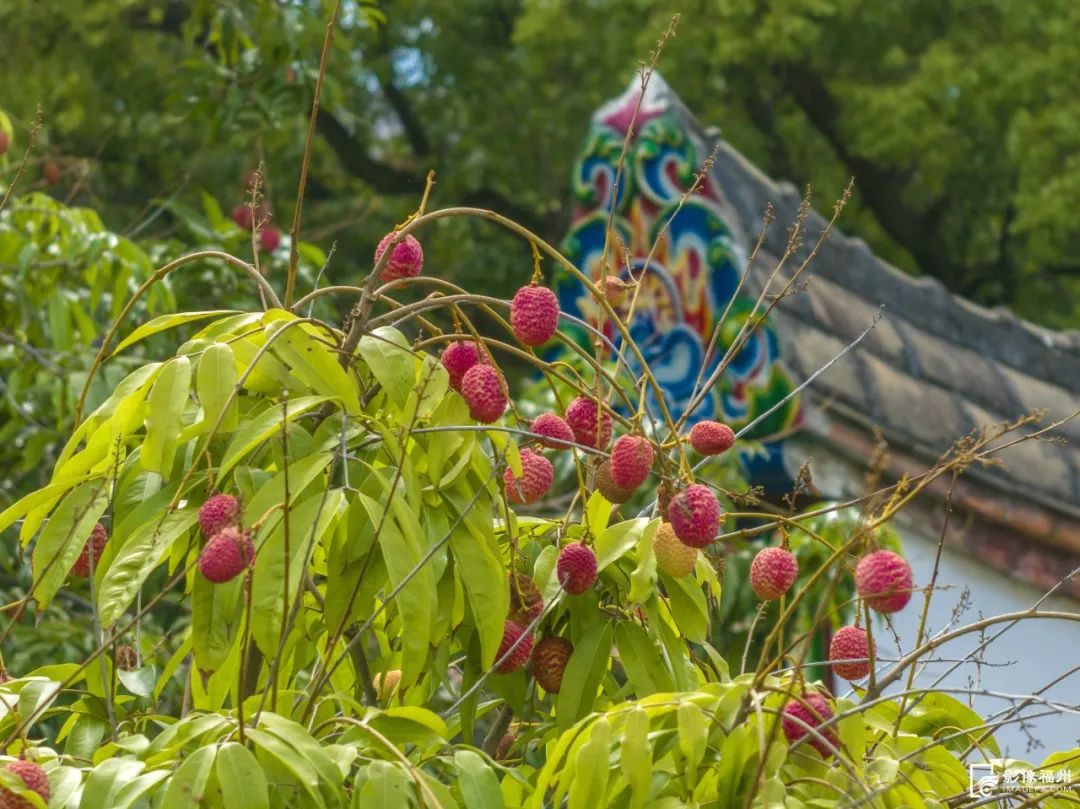 夏蝉鸣荔枝红!快来品尝这一口夏日鲜香! 夏蝉鸣荔枝红!快来品尝这一口夏日鲜香!