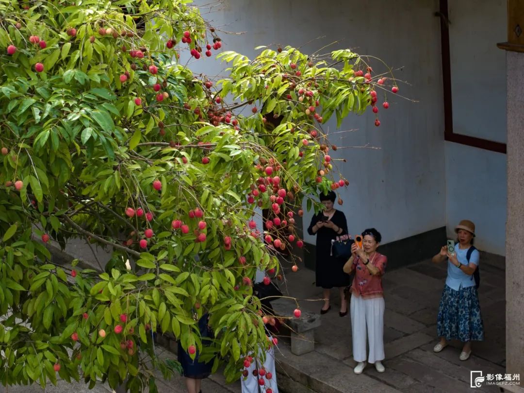 夏蝉鸣荔枝红!快来品尝这一口夏日鲜香! 夏蝉鸣荔枝红!快来品尝这一口夏日鲜香!
