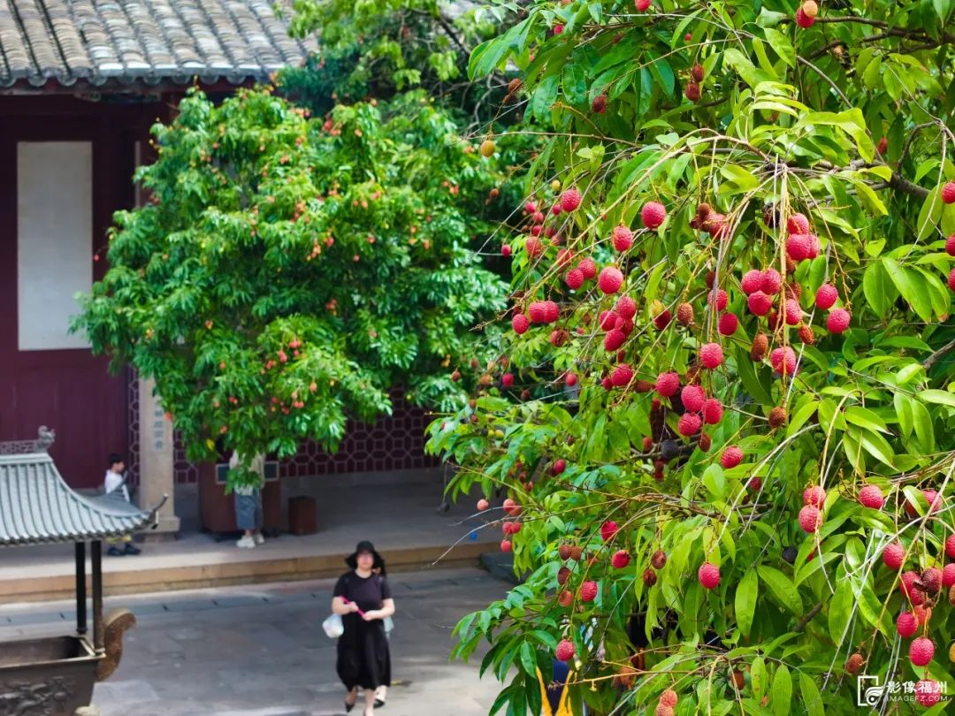夏蝉鸣荔枝红!快来品尝这一口夏日鲜香! 夏蝉鸣荔枝红!快来品尝这一口夏日鲜香!
