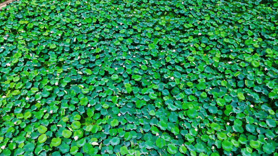 咔嚓！来闽清这里跟夏天拍个“荷”照~