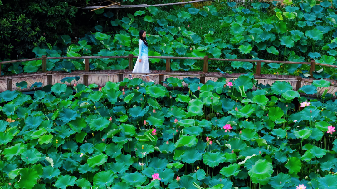 咔嚓！来闽清这里跟夏天拍个“荷”照~
