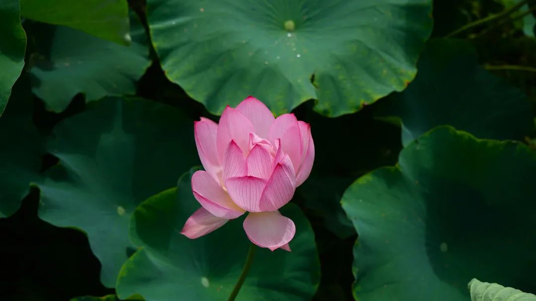 咔嚓！来闽清这里跟夏天拍个“荷”照~