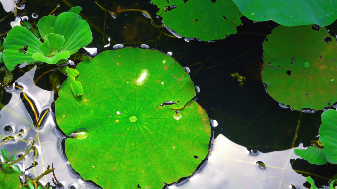 咔嚓！来闽清这里跟夏天拍个“荷”照~