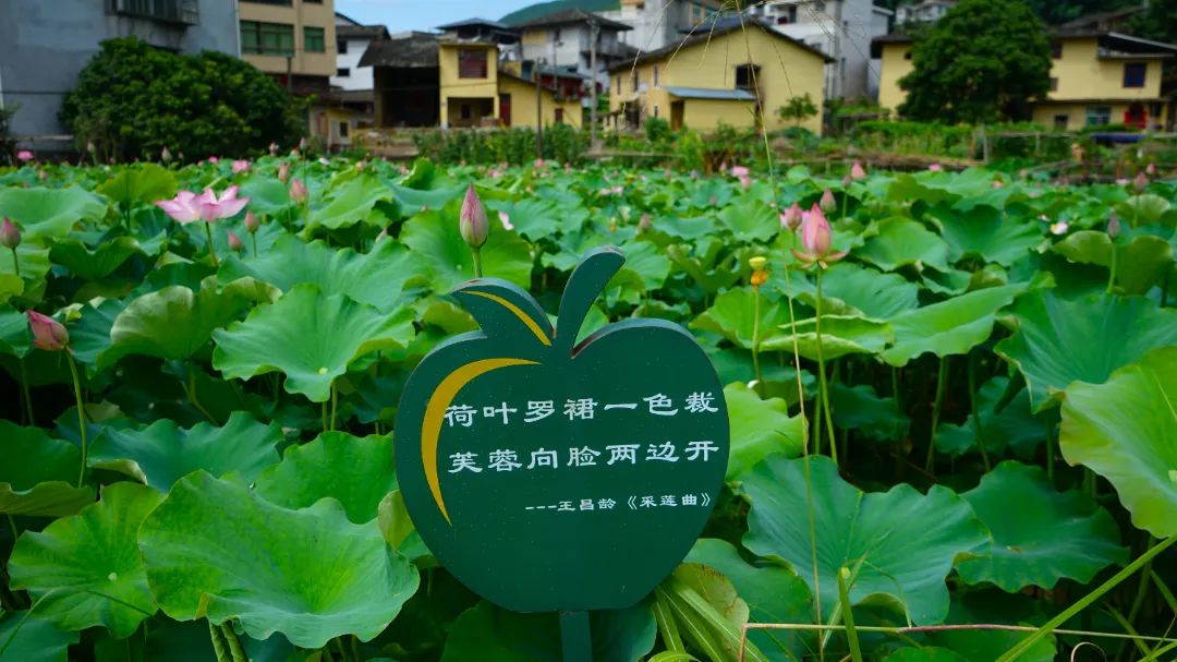 咔嚓！来闽清这里跟夏天拍个“荷”照~