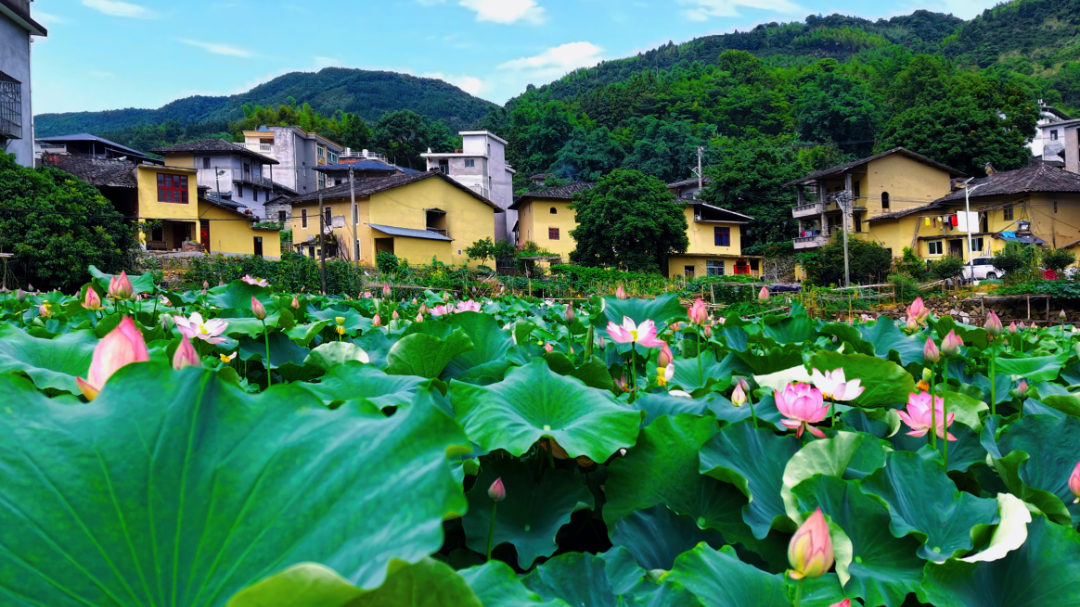 咔嚓！来闽清这里跟夏天拍个“荷”照~