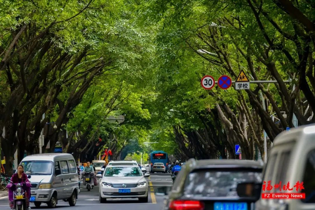 ​来福州 赏榕树