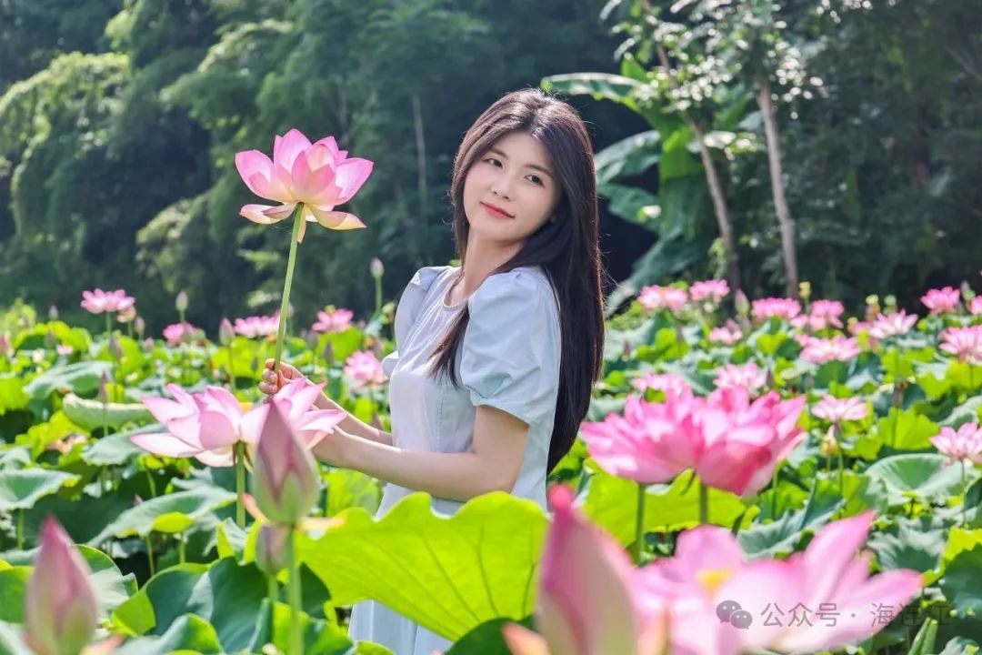 “荷”处寻夏?来福州拍个“荷”照! “荷”处寻夏?来福州拍个“荷”照!