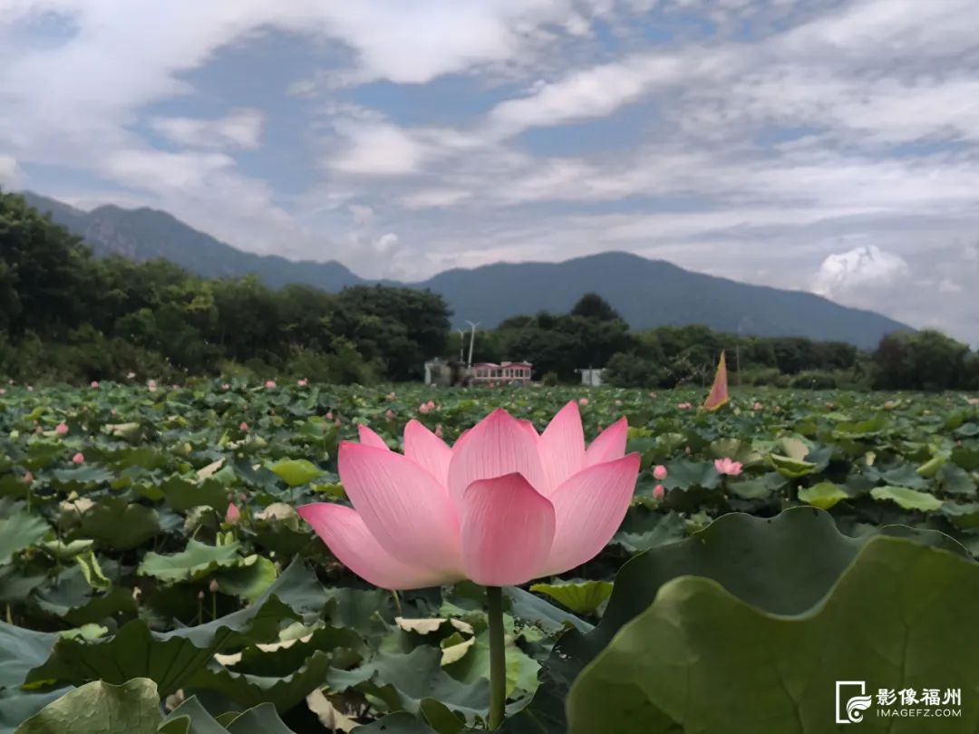 “荷”处寻夏?来福州拍个“荷”照! “荷”处寻夏?来福州拍个“荷”照!