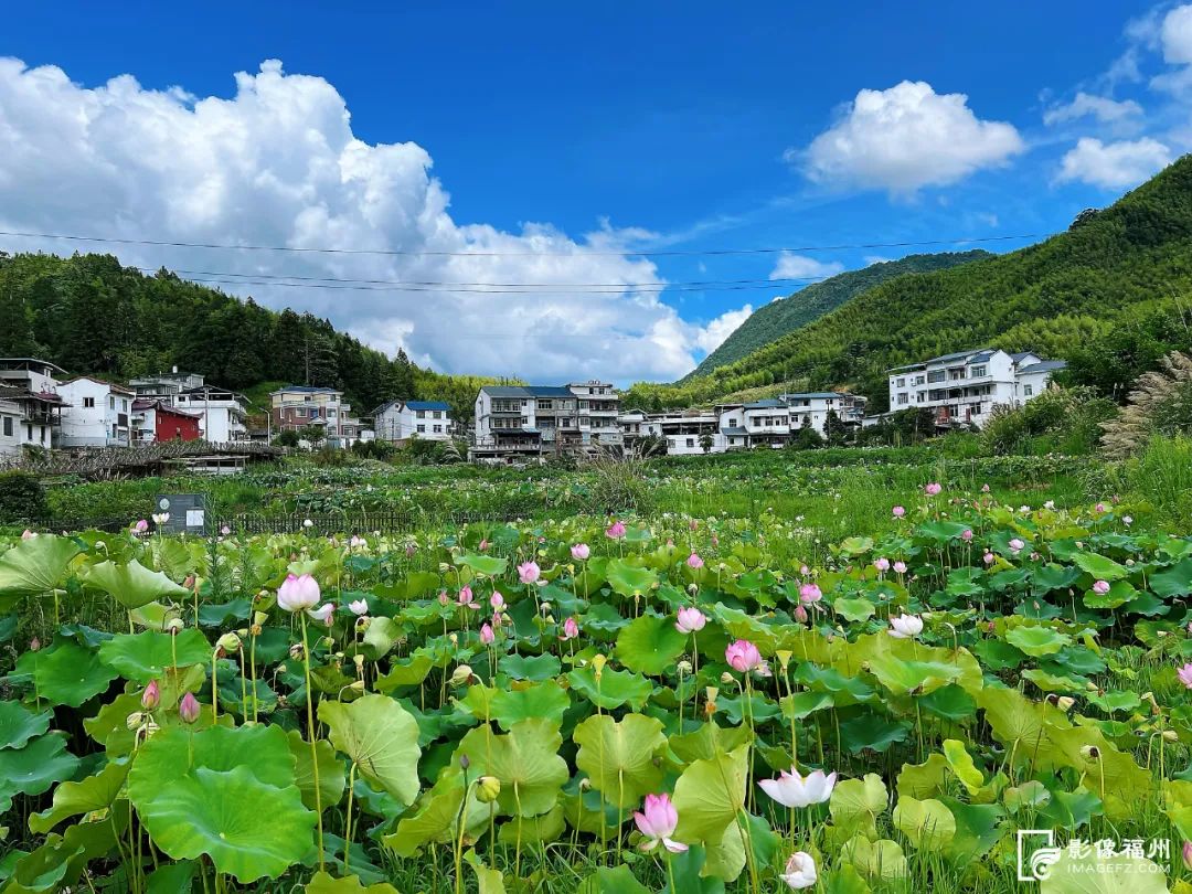 “荷”处寻夏?来福州拍个“荷”照! “荷”处寻夏?来福州拍个“荷”照!