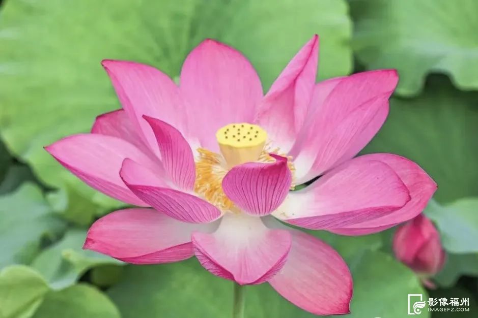 “荷”处寻夏?来福州拍个“荷”照! “荷”处寻夏?来福州拍个“荷”照!