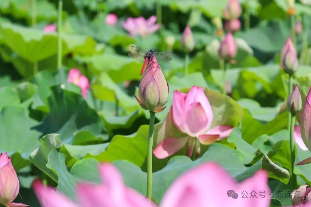 “荷”处寻夏?来福州拍个“荷”照! “荷”处寻夏?来福州拍个“荷”照!