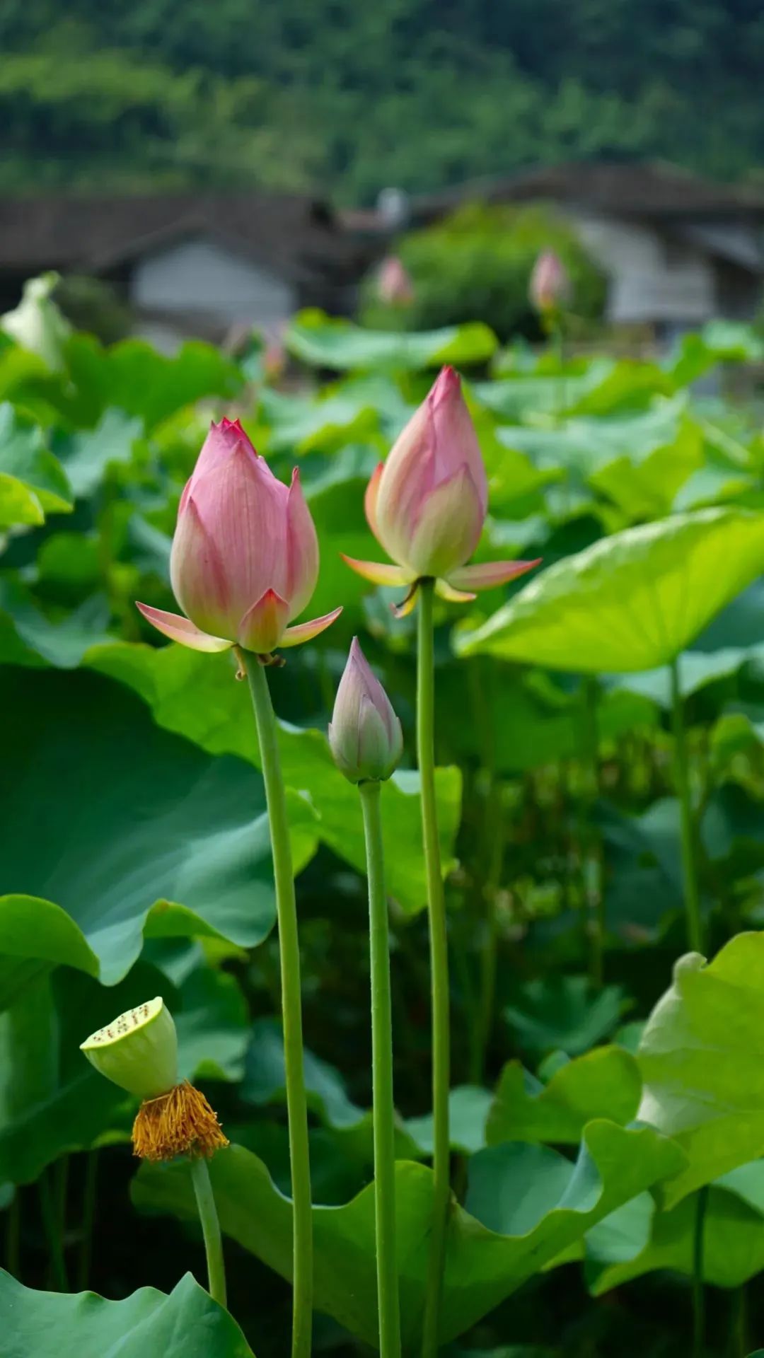 “荷”处寻夏?来福州拍个“荷”照! “荷”处寻夏?来福州拍个“荷”照!
