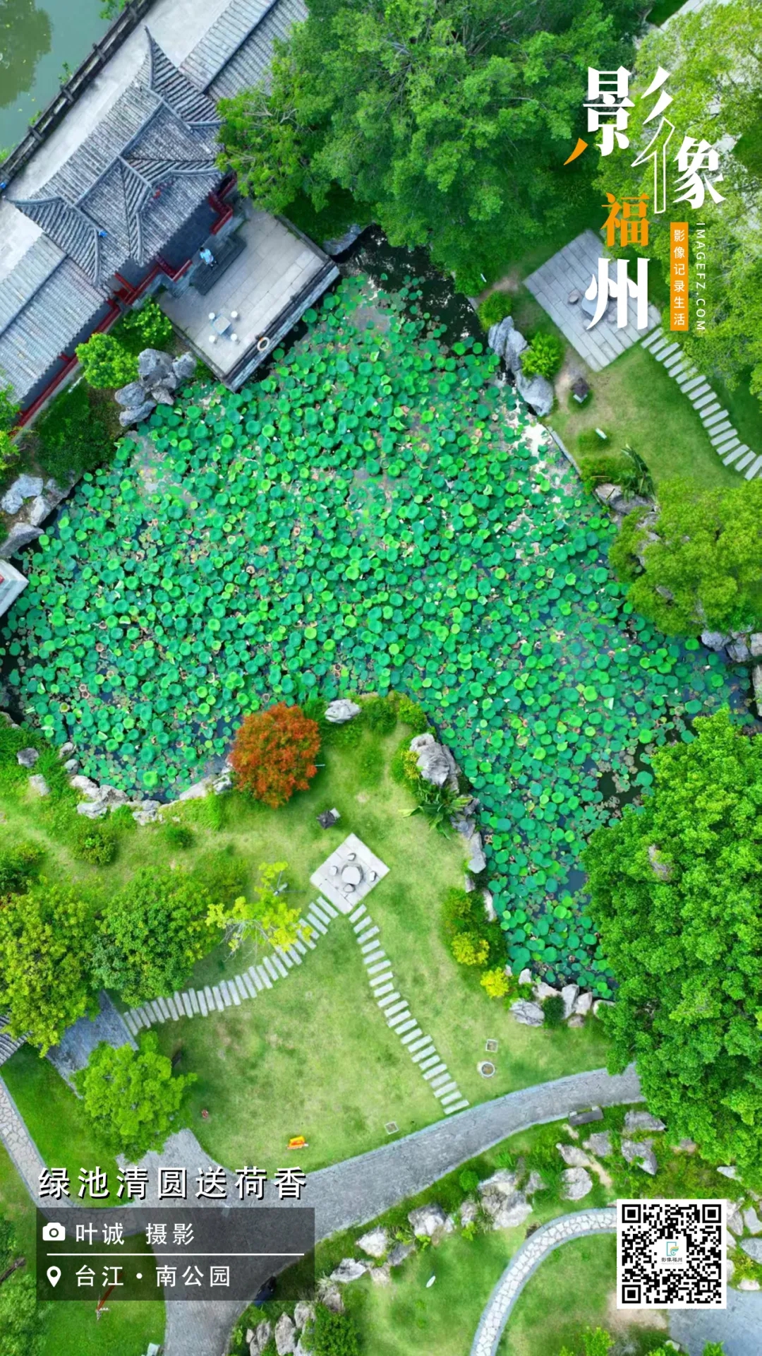 影像福州｜绿池清圆送荷香