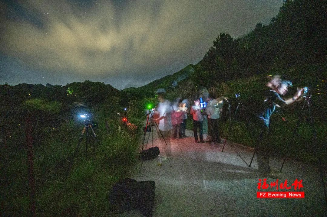 太美了！福州惊现“萤火虫海”！
