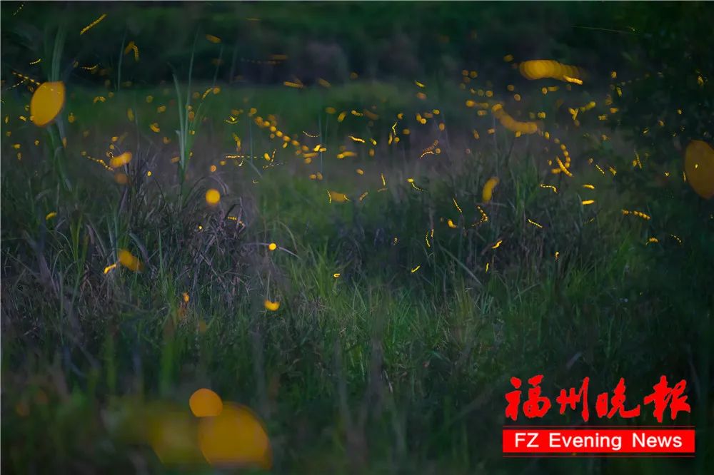 太美了！福州惊现“萤火虫海”！