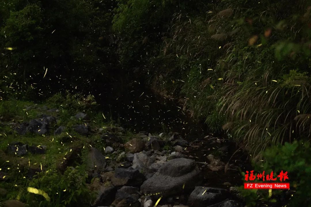 太美了！福州惊现“萤火虫海”！