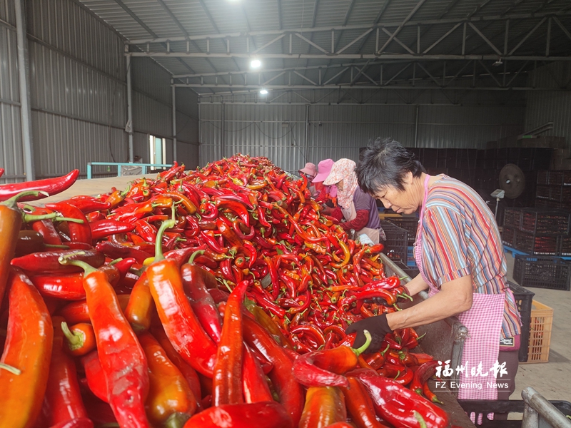 ​助农户抢占“鲜”机 福清建起30个“田间冷库”