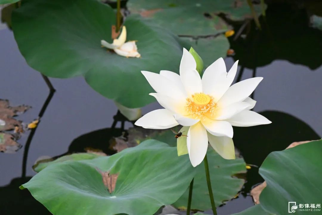 在福州，解锁盛夏“小美好”