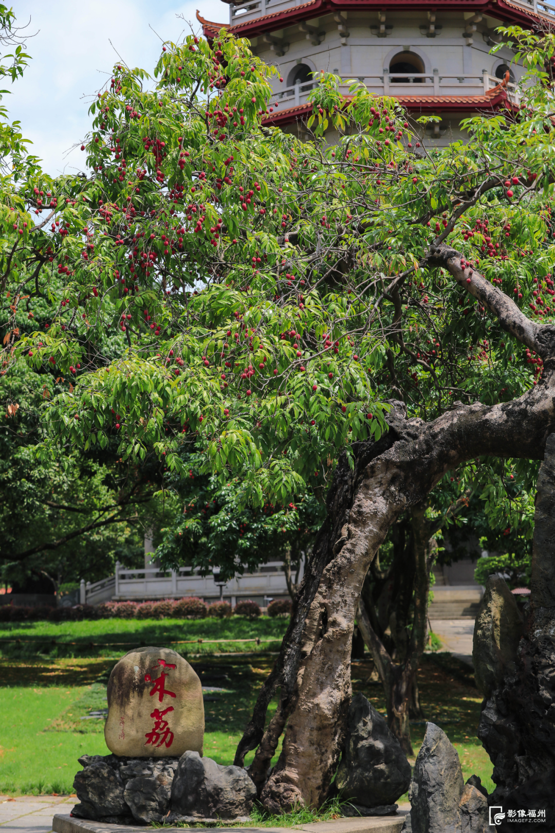 福州人的夏天，从荔枝自由开始