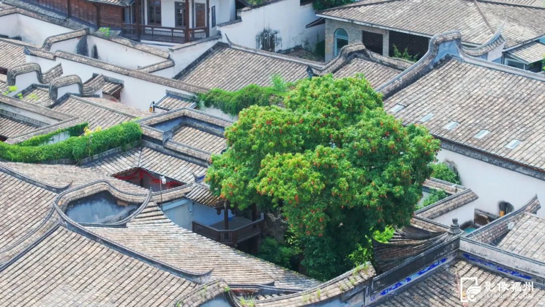 福州人的夏天，从荔枝自由开始