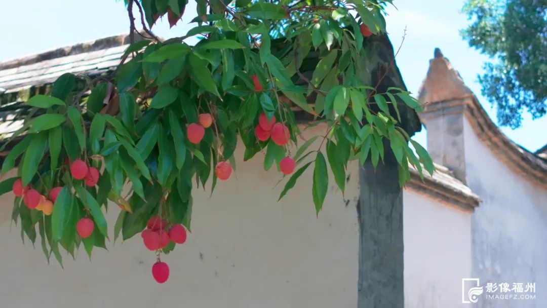 福州人的夏天，从荔枝自由开始