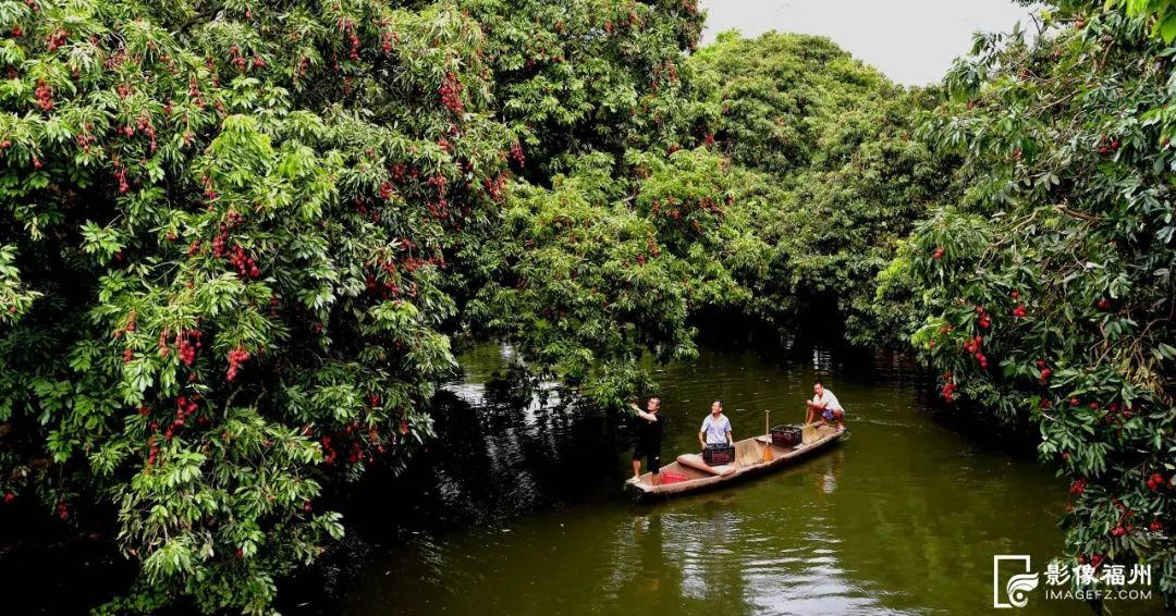 福州人的夏天，从荔枝自由开始