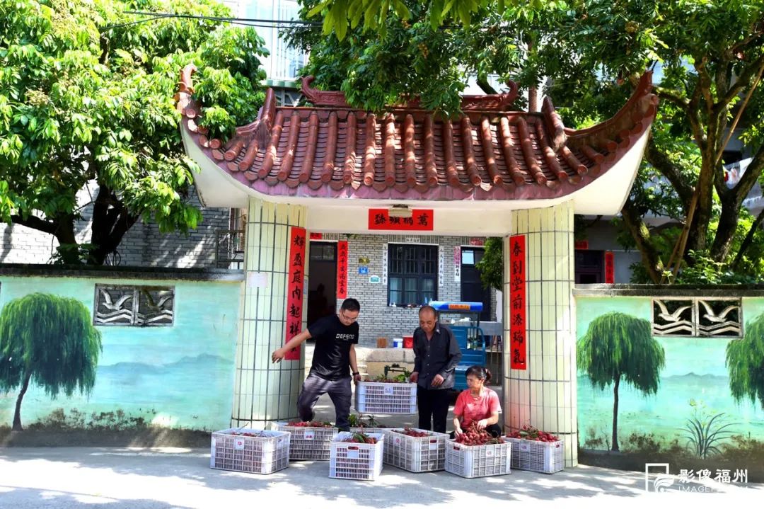 福州人的夏天，从荔枝自由开始