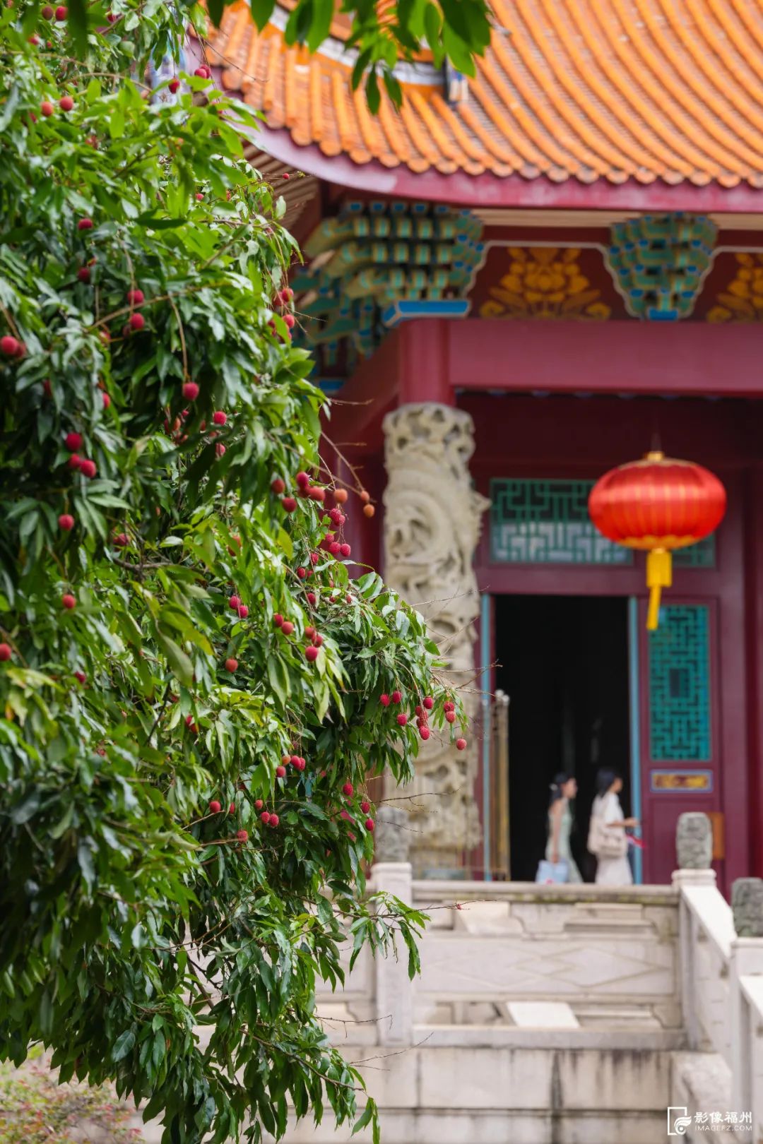 福州人的夏天，从荔枝自由开始