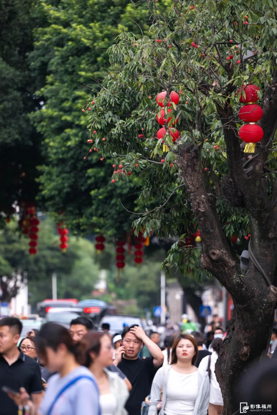 福州人的夏天，从荔枝自由开始