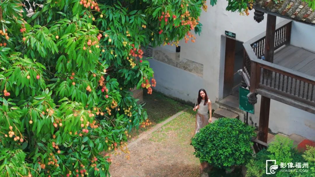 福州人的夏天，从荔枝自由开始