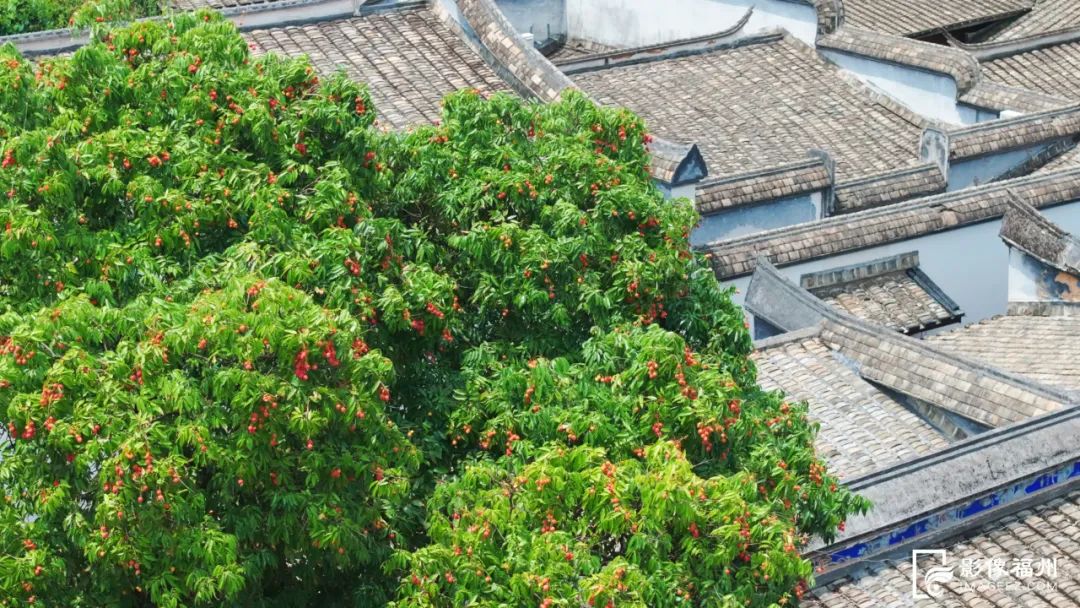 福州人的夏天，从荔枝自由开始