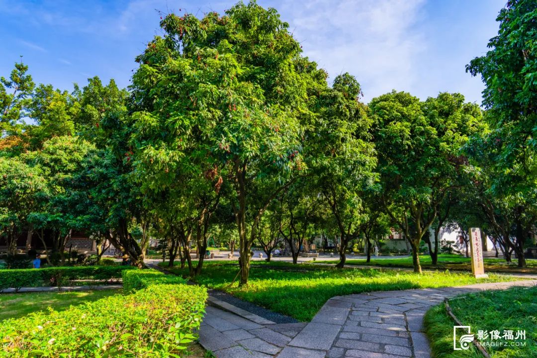 福州人的夏天，从荔枝自由开始