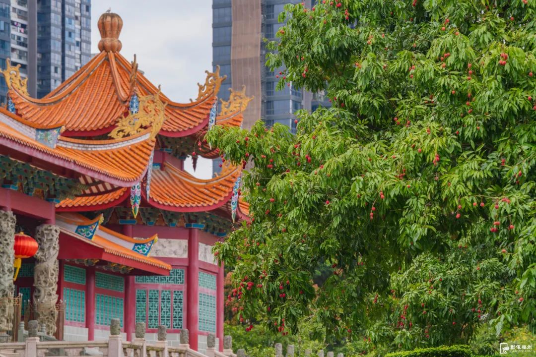 福州人的夏天，从荔枝自由开始