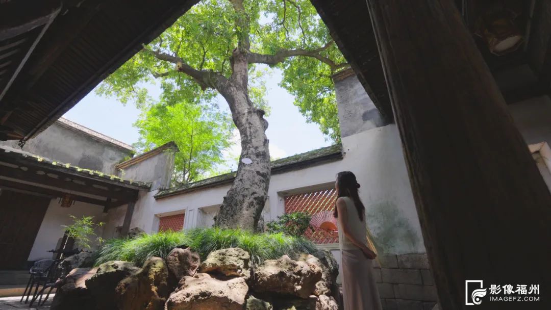 福州人的夏天，从荔枝自由开始