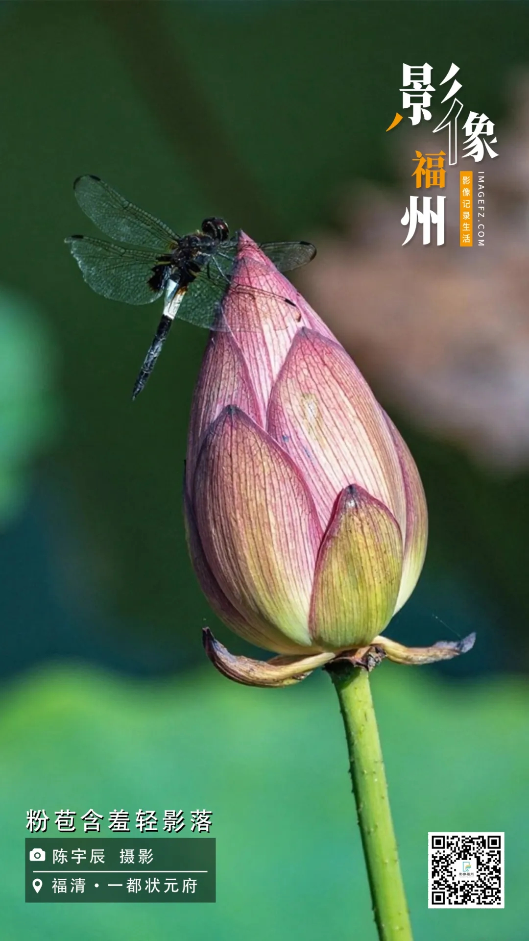 影像福州｜粉苞含羞轻影落