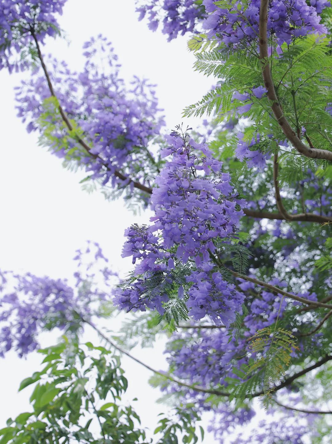 楹蓝夏小满