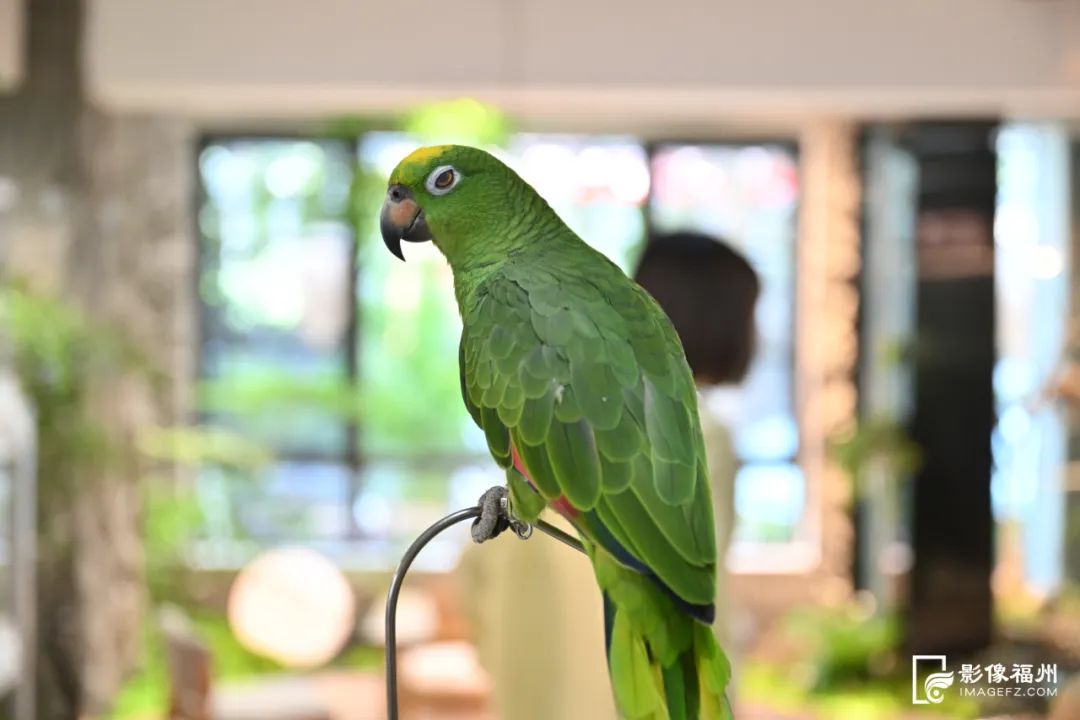 超治愈！福州年轻人的新宠！