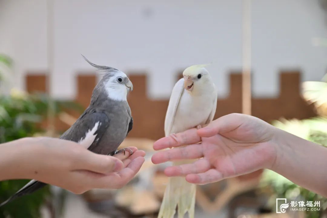 超治愈！福州年轻人的新宠！