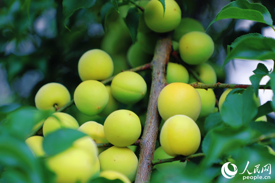 人民网关注永泰洋中村：“空心村”“薄弱村”的破局密码